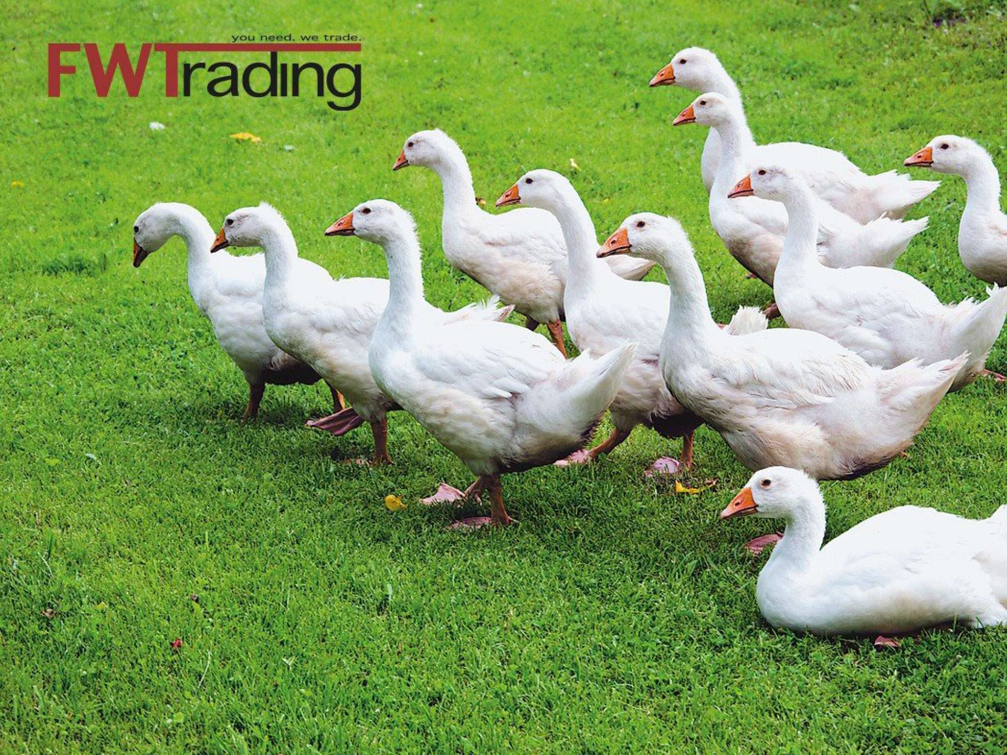 FW TRADING - The trading specialist with the highest quality standards